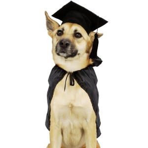 GraduatingDog